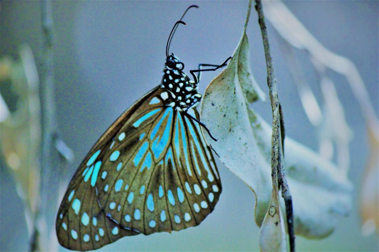 Lake Central Cairns Bagian luar foto